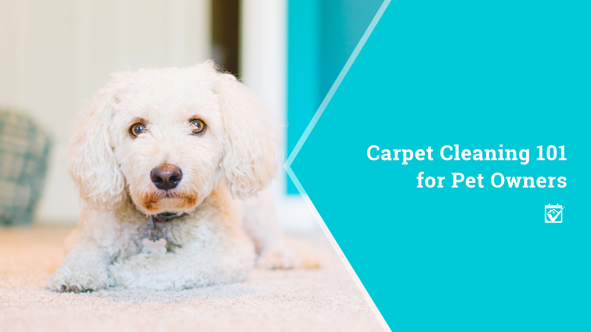 img carpet-cleaning-101-pet-owners.jpg